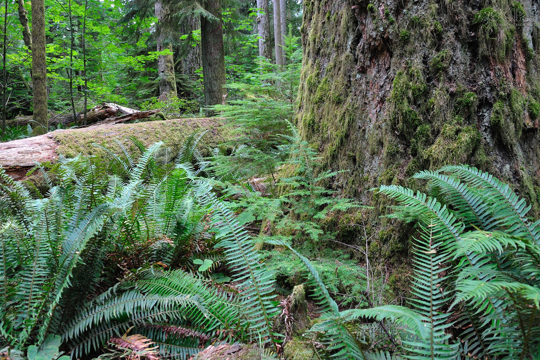 Cathedral Grove Een prachtig stukje regenwoud centraal gelegen op Vancouver Island is Cathedral Grove waar Douglas sparren van 800 jaar oud staan. Stefan Cruysberghs